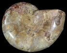 Sliced, Agatized Ammonite Fossil (Half) - Jurassic #54042-1